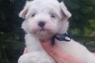 Мальтийская болонка щенки