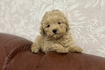 Девочка той пудель