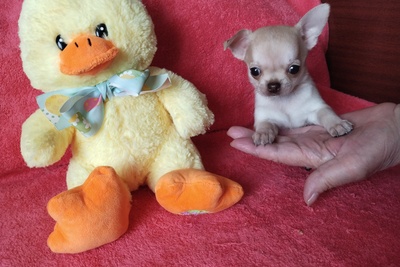 чихуахуа мини девочка