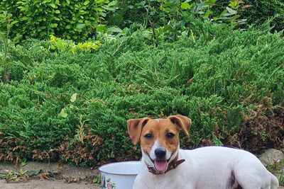 Чистокровные Щенки Джек Рассел Терьер