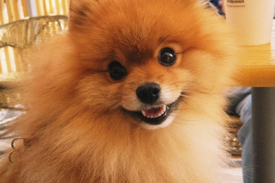 Вязка шпица