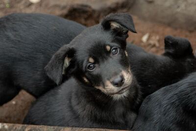 Щенки в дар!