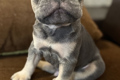 Щенок французского бульдога