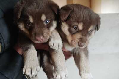 Даром два мальчика хаски щенки