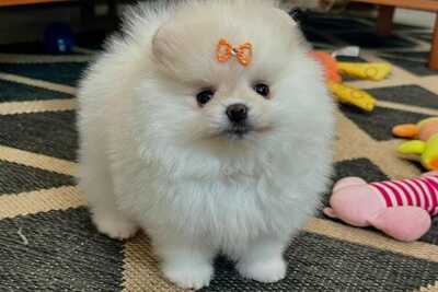 6 щенков померанского шпица