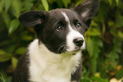 Щенок корги кардиган из питомника