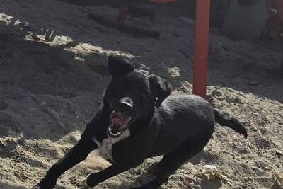 Молодой щенок чёрной метисовой породы, берём из приюта!