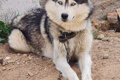 Кобель хаски в хорошие руки