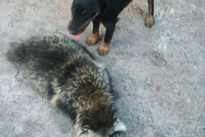 Ищу  кобеля ягдтерьерьера с родословной для вязки, сука вольерного со.