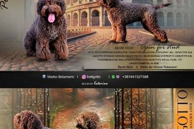 Щенки лаготто-романьоло