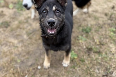 Щенок в дар