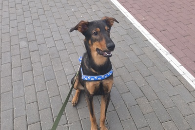 Отдам в добрые