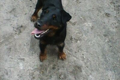 Ищу  кобеля ягдтерьерьера с родословной для вязки, сука вольерного со.