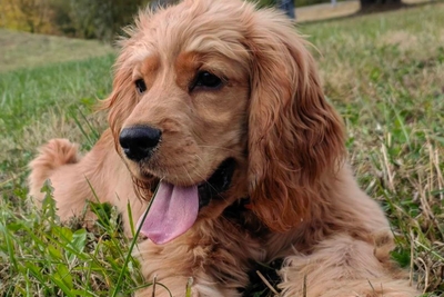 Щенки английского кокер-спаниеля