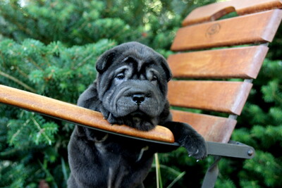 Шарпея щенки окрас чёрный из питомника