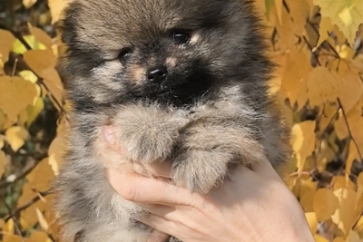 Померанский шпиц