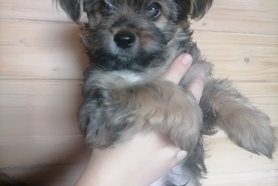 Щенки йоркширского терьера