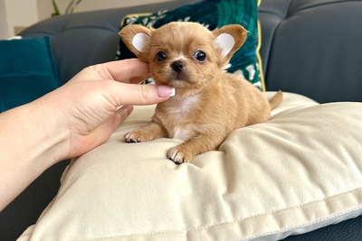 Миниатюрная девочка чихуахуа
