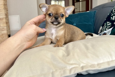 Девочка чихуахуа