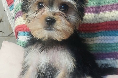 Щенок йоркширского терьера