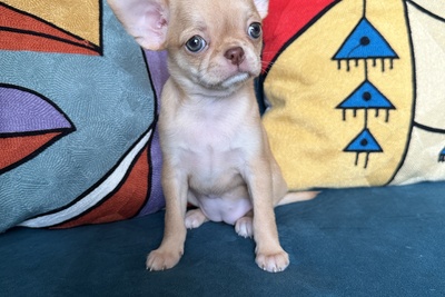 Девочка чихуахуа