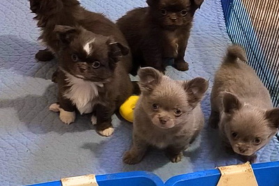 Чихуахуа шоколад, крем, лиловые, голубые. мини и стандарт Д/Ш и г/ш