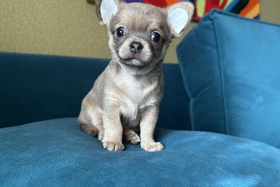 Девочка чихуахуа редкого окраса