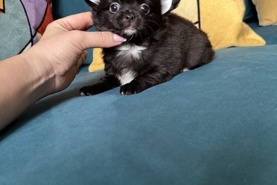 Мальчик чихуахуа