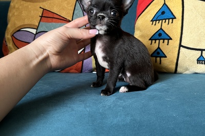 Девочка чихуахуа