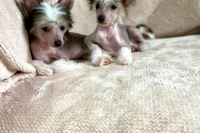 Щенки китайская хохлатая собака