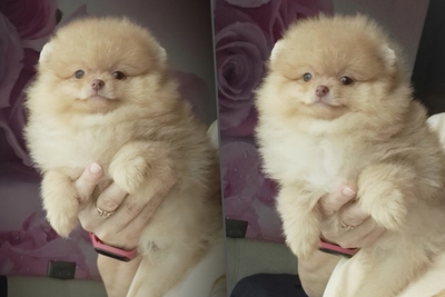 Померанский шпиц, щенки. Мини мишки