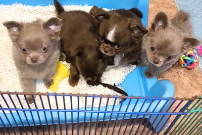 девочка белокремрвая чихуахуа от лиловой мамы ,можнов