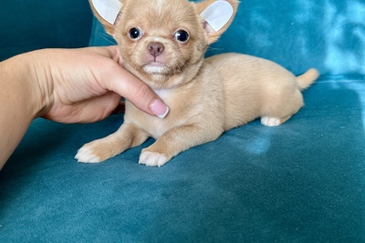 Девочка чихуахуа красивого окраса