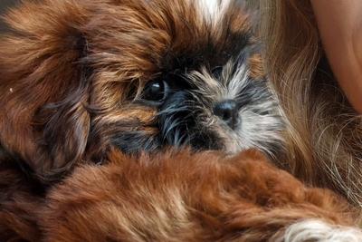 два принца Ши-тцу из питомника