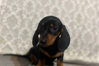 Девочка миниатюрной таксы