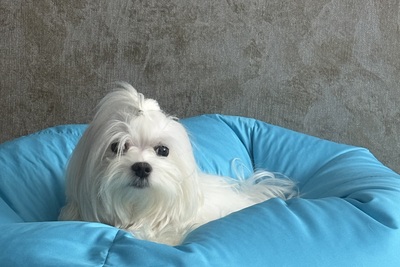 Вязка Мальтийская болонка