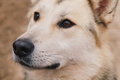 Большой и добрый пёс Зевс ищет дом