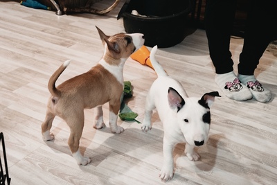 Щенок миниатюрного бультерьера