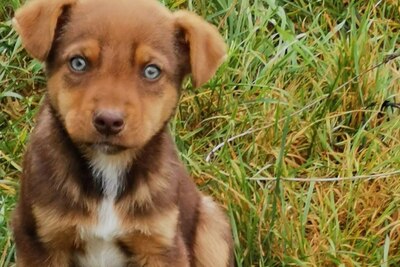 Малыш в хорошие руки