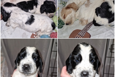 русский спаниель,  рос щенки