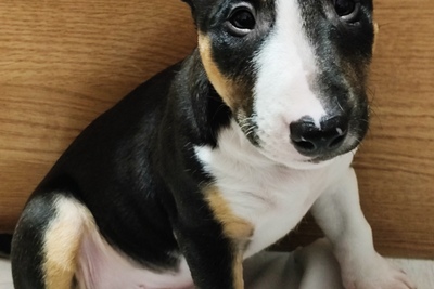 Миниатюрный бультерьер