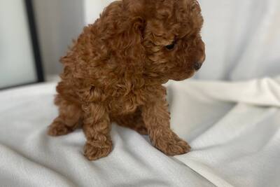 Щенок той-пуделя