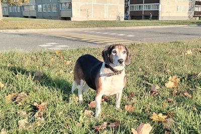 Пёс породы Эстонская Гончая в поисках тёплого дома