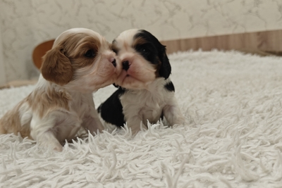 Щенки кавалер кинг чарльз