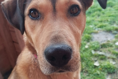 Красивая собака Веста ищет дом