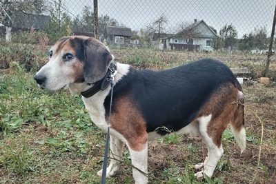 Эстонская гончая в дар