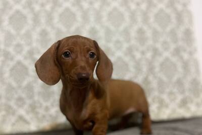 Девочка миниатюрной таксы