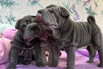 щенки шарпея