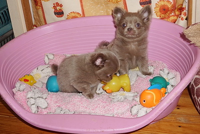 Чихуахуа девочки  лиловая шоколадные г/ш и д/ш