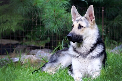 Щенки восточноевропейской овчарки